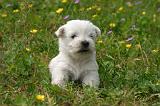 WESTIE 493